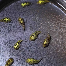 河豚观赏鱼金娃娃淡水小小型生气鼓肚子好养耐活巧克力娃娃