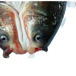 Заводская цена замороженная рыба с мясо рыбькой головки с мясом, большой рыб