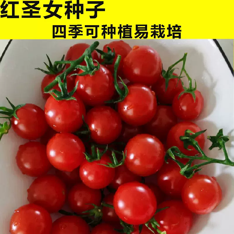 圣女果种子超甜千禧圣女果樱桃番茄种籽四季早熟阳台盆栽水果种子