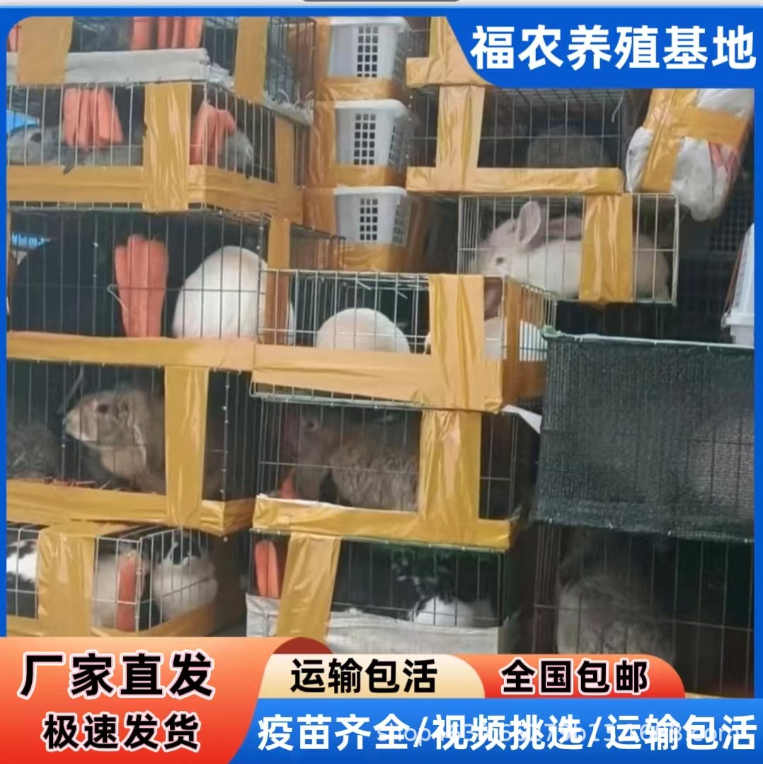 大型新西兰肉兔种兔繁育基地