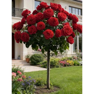 �䘶�¼����玧��ֲ��õ��󻨝����ļ��_���e��ͥԺ�ߙn�辰����