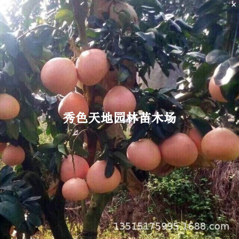 正宗福建三红柚子树苗红心柚子树苗红肉蜜柚苗嫁接苗大苗当年挂果