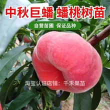 ë��Ҙ���޽��������������簫������ͥԺ���Ա��Ϸ��������l