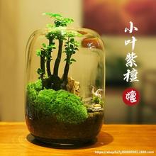 【生命之树】桌面苔藓微景观成品盆景好养鲜活绿植生态瓶盆栽
