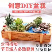 Комбинация суккулентов, горшечные растения, включая горшки и почву. Новогодние и весенние украшения 2025 года. Новогодние цветы, новые зеленые растения и цветы.