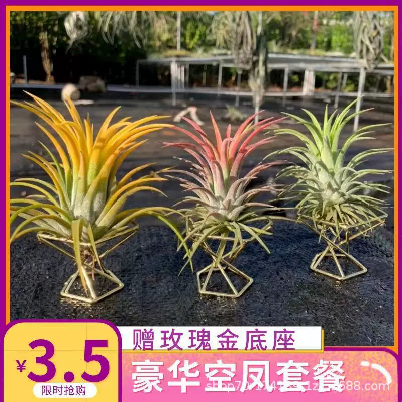 Воздушная железная орхидея с основанием, беспочвенное зеленое растение, бабочка, эльф, драгоценный камень Beckley, офисное растение, производитель, продажа