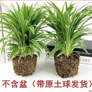 Chlorophytum Wholesale Four-Season Planting of Phnom Penh Golden Heart Florals, Potted Green Plants, Balcony Living Room, Office, Good Care and Delivery