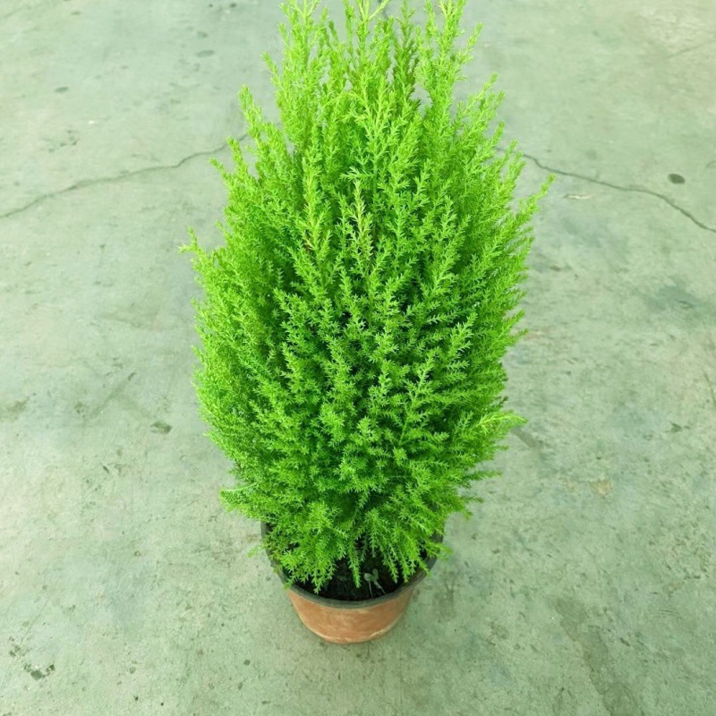 ∑∶ ◇ ±〈고운 작은 향기로운 소나무 50cm개 정도∝