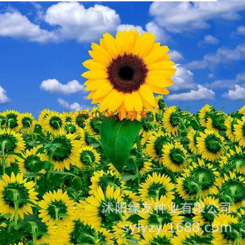 Semillas de flores, semillas de flores.