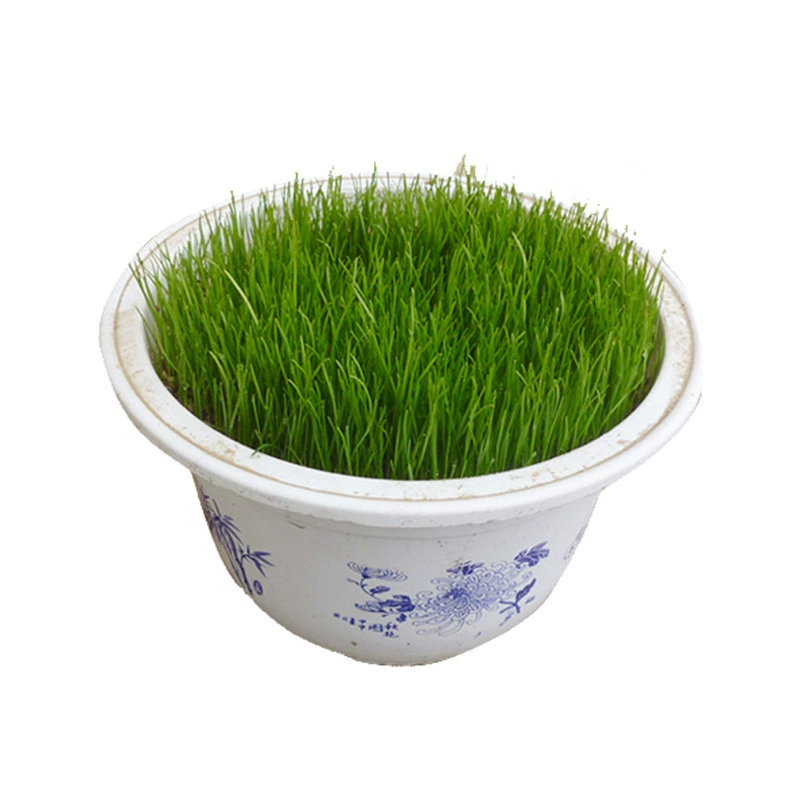 Пинг семя вечнозеленая Высокая овсяница Ржаная кожа двор озеленение защита склонов семена цветов Семена многолетних