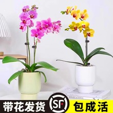 蝴蝶兰盆栽带花精品兰花大花冬季开花室内植物花卉四季好养活墨兰