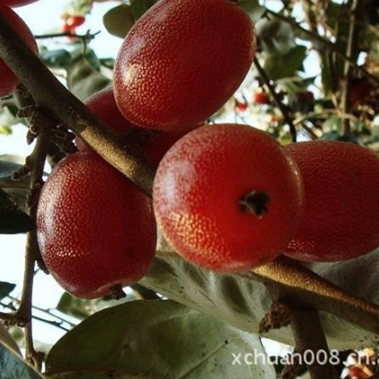 Козье молоко Фрукты Семена Посадка Козье молоко Фруктовое дерево База Оптовая Козье молоко Фрукты Elaeagnus Park Project Green