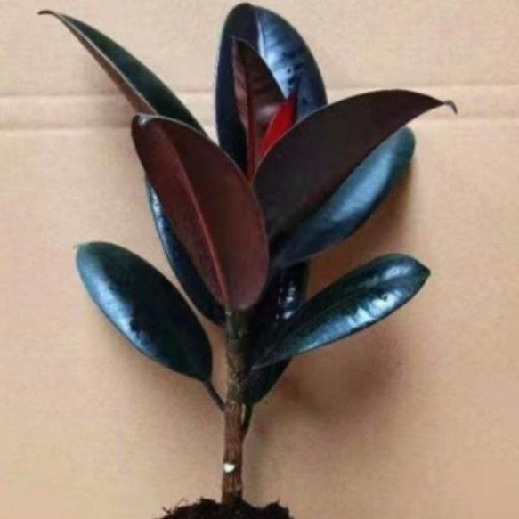 Black king kong, approximately 31cm, 2 pieces + fertilizer