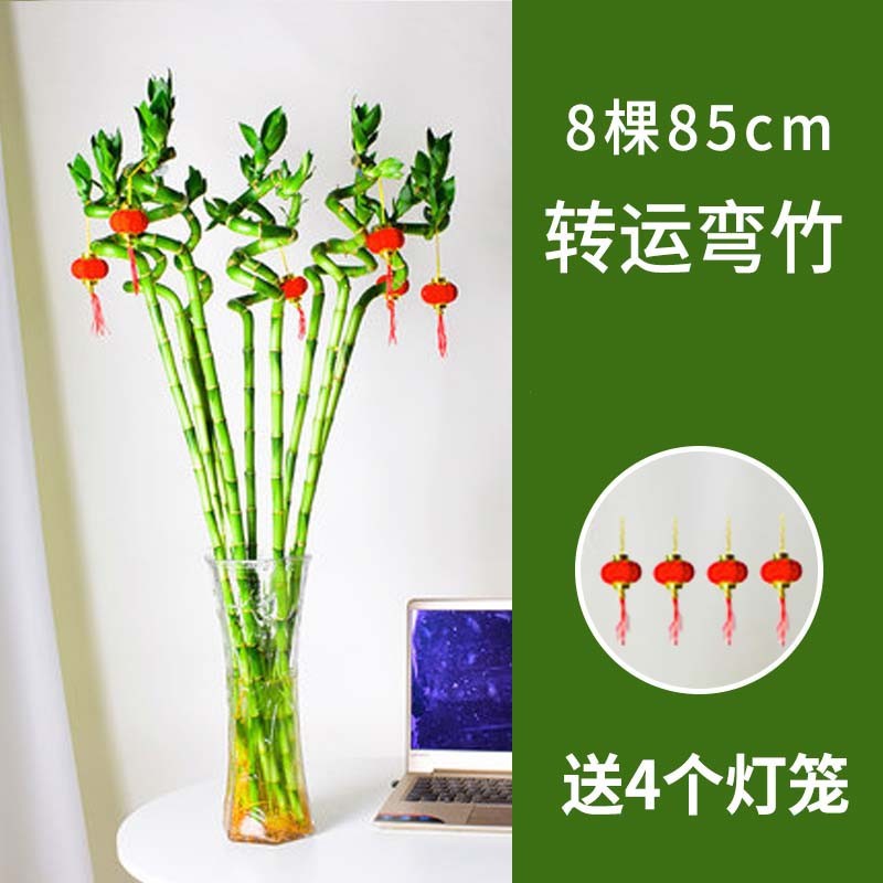 85cm 이동 대나무 곡선 대나무 8개 + 랜턴 4개