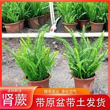 肾蕨蕨类植物微景观室内植物净化空气吸某醛客厅绿植盆栽
