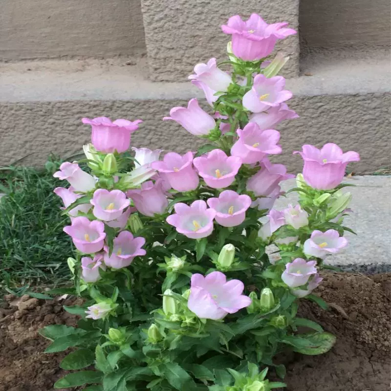 Цветок колокольчика в горшке, цветущий в помещении и на открытом воздухе во дворе круглый год, легко живущие семена цветов, трава, цветы, зеленые растения, весна.