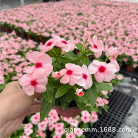 盆栽;种子;园林果树