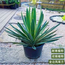 金边凤尾兰金心丝兰盆栽剑麻花境花园植物多年生耐寒耐热耐旱线条