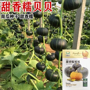 ����ŴؐؐС�ϹϷN��С������ī����G�ٽ��S��ȿ�������ζ����