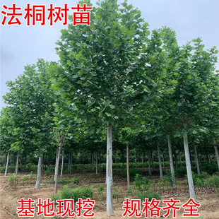 ������ͩ����ľ������ͥԺ�L���е��@�־G����ľ�Ї���ͩ��ͩ