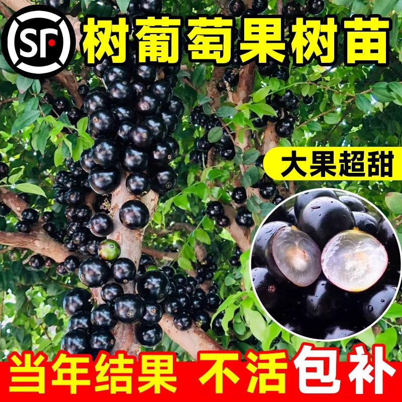 Виноградные саженцы, фруктовые деревья, фруктовые саженцы Цзябао, настоящие фрукты Сабаха Цзябао, многосокровенные фруктовые деревья на севере и юге, четырехсезонные дворовые горшечные растения.