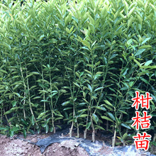 柑桔苗 红美人爱媛耙耙柑金桔黄美人沃柑由良柑橘树苗新品种