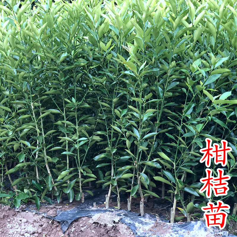 柑桔苗 红美人爱媛耙耙柑金桔黄美人沃柑由良柑橘树苗新品种