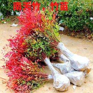 ����׃ɫ�����񶬼t�����辰�ͺ��t�~ֲ���҃����̨ͥԺ�ļ����B