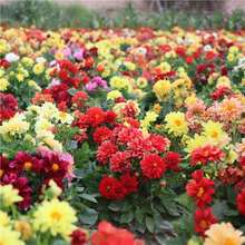 СNӷNСССݻNӿ^p̨С