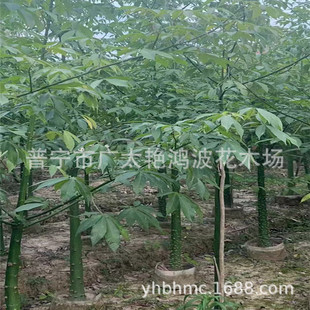 �V�|��ľ��������ľ�����˘����������乫�@С�^�е���G����