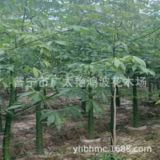 广东普宁艳鸿波花木场美丽异木棉移植苗绿化行道树美丽异木棉树苗