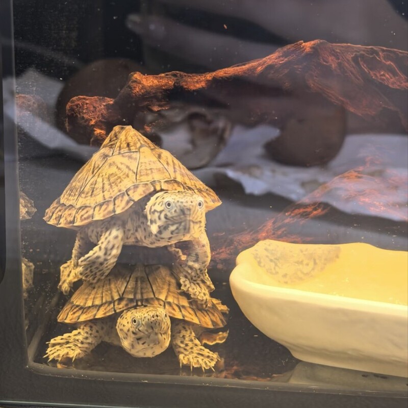 Razorback Turtles, Cold-Water Breeding, Rooftop Turtles, Ornamental Deep-Water Turtles, Popular Razorback Turtles, White-Lipped Turtles Razorback Turtles, Cold-Water Breeding, Rooftop Turtles, Ornamental Deep-Water Turtles, Popular Razorback Turtles, White-Lipped Turtles