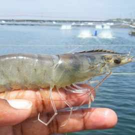 南美白对虾苗批发 淡水养殖 幼体苗 大头虾苗 虾开口饲料  包邮