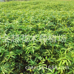 Nine-Leaf Green Pepper Seedling Base Sells Pepper Saplings, Nine-Leaf Green Pepper Cup Seedlings, Pepper Bag Seedlings