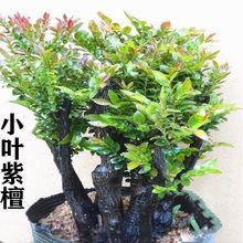 名贵小叶紫檀盆景树苗室内外绿植办公室四季常青植物客厅花卉盆栽