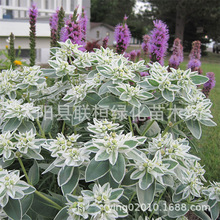 ݻy߅NӸɽeѩѩѩ~ջѿл⻨Դ