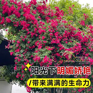 �tľ�㻨������ֲ���Sľ��tľ���ذ��NޱͥԺ����ֲ�����༾��