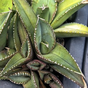 Tiger Shark Kernel Crown Green Plant Potted Landscape Succulent Plant Greenhouse Wholesale Agave Cactus Euphorbia