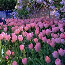 重瓣郁金香花卉批发荷兰多年生5度大种球百合室内外植物盆栽好养