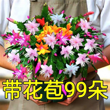 ������зצ�m��ɫ�����ļ����B�����k�������̨ͥԺ����Gֲ