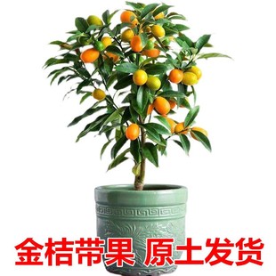 �������玧����������Ә������Ե����ϱ��������Ƥ�ļ����G