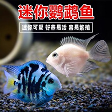 迷你鹦鹉鱼活体 台湾宝蓝/白金鹦鹉鱼热带观赏鱼活体 新品种批发