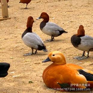 �������^���N�^�pˮ���^�p�� �����Z���w �G�^�� ���������w�r��