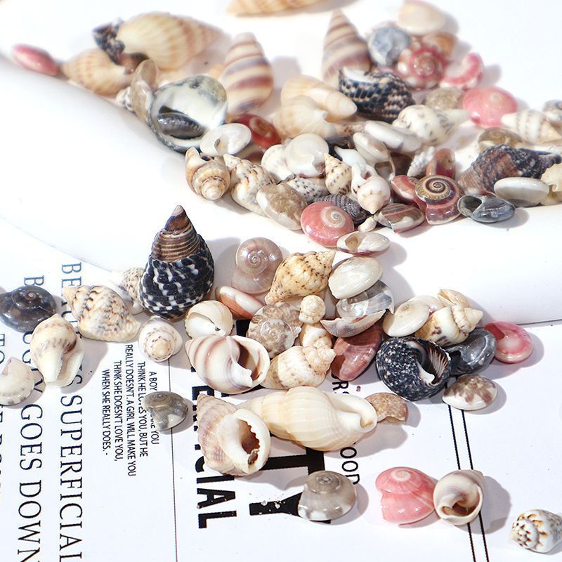 Mini Shells Mixed Conch Shells Fish Tank Landscaping Decoration Materials DIY Glue Card Brick Cream Shell Accessories