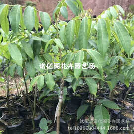 甜橄榄苗四季太平洋橄榄嫁接青橄榄黄榄乌榄黑榄油橄榄果树苗带土