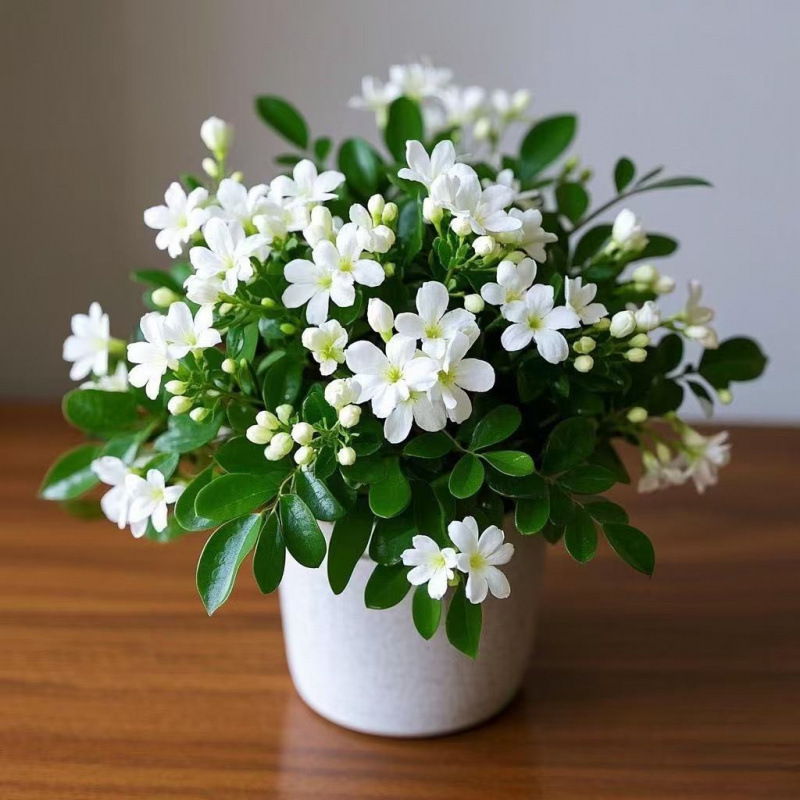 향기 가득한 내한성 흰색