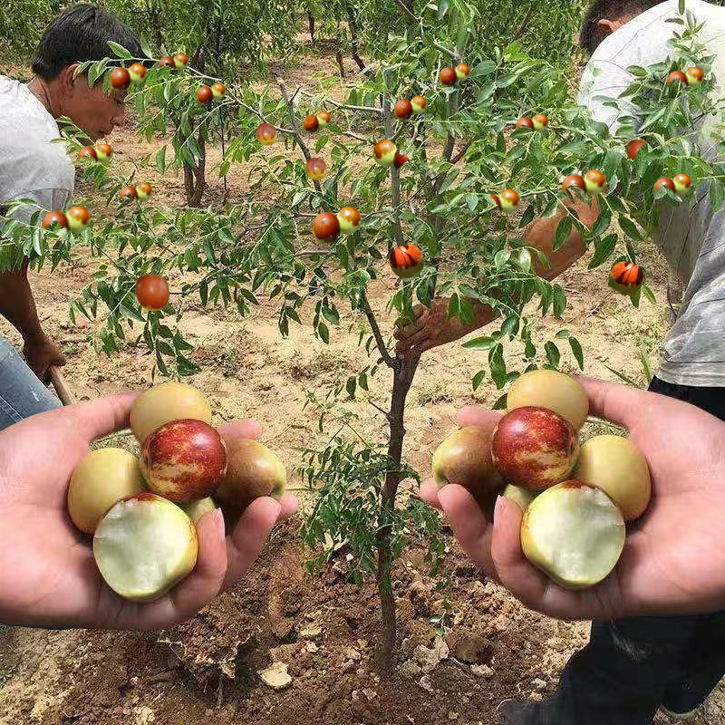 Jujube seedlings Jujube grafting Fruit tree seedlings North and South Potted plant courtyard Zhanhua Watkins Jujube Then Result