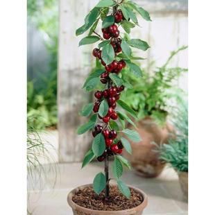 �޽ә��Ҙ���܇���Ә������ҹ������Ե����Ϸ������Nֲ����Y��