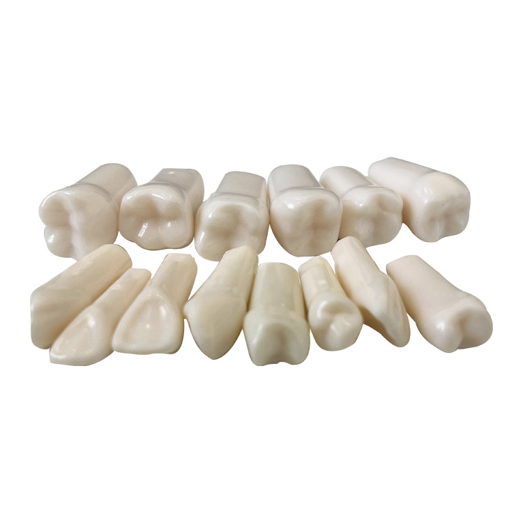 Transfronteriza práctica examen oral preparación del grano del diente molde del diente Diente de grano suelto diente dental modelo de apertura de pulpa diente