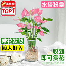 水培粉掌无土纯水培植物四季开鲜花桌面高端花卉盆栽室内懒人好养